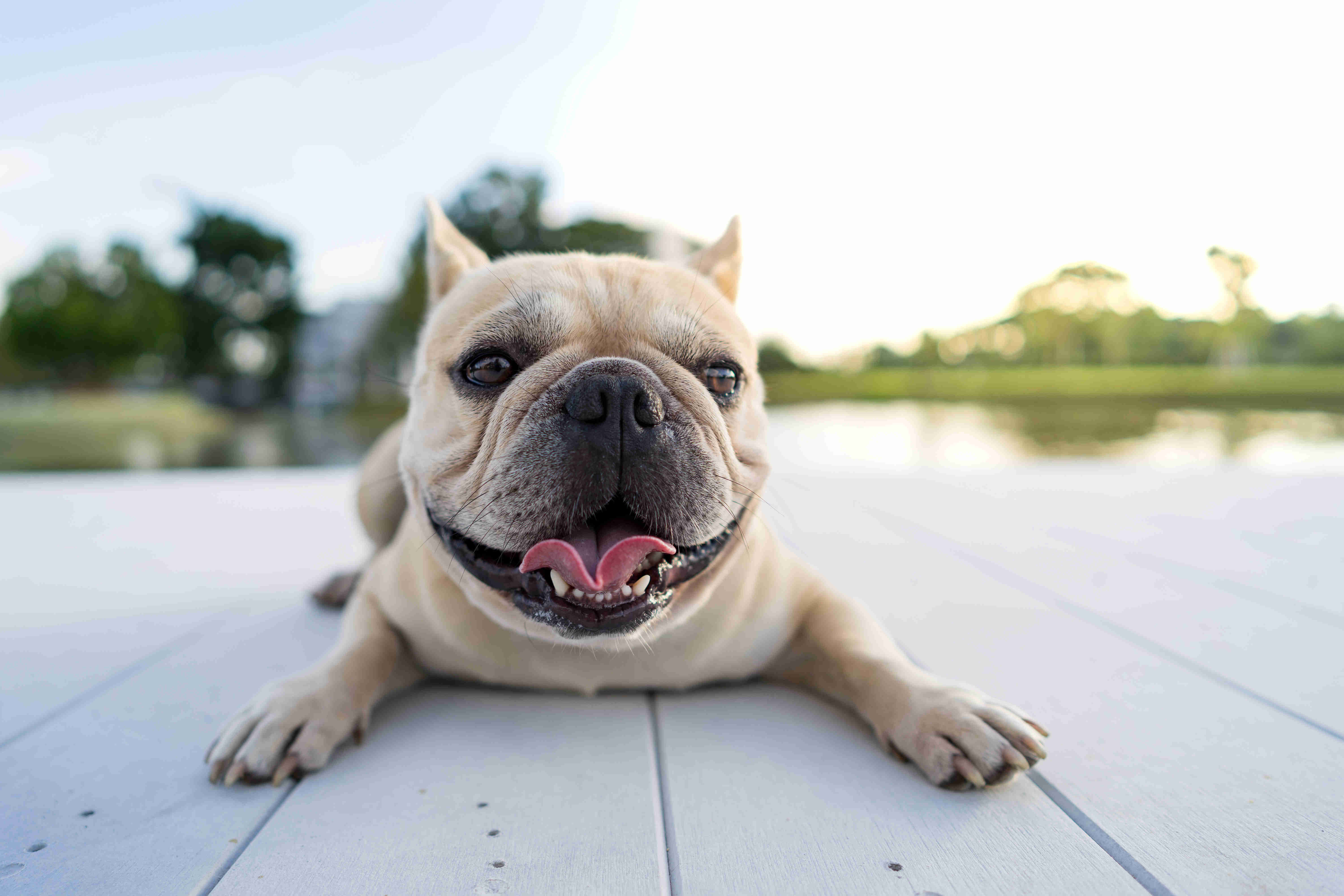 Managing Aggression in French Bulldogs: Tips for Dealing with Aggression towards Other Dogs